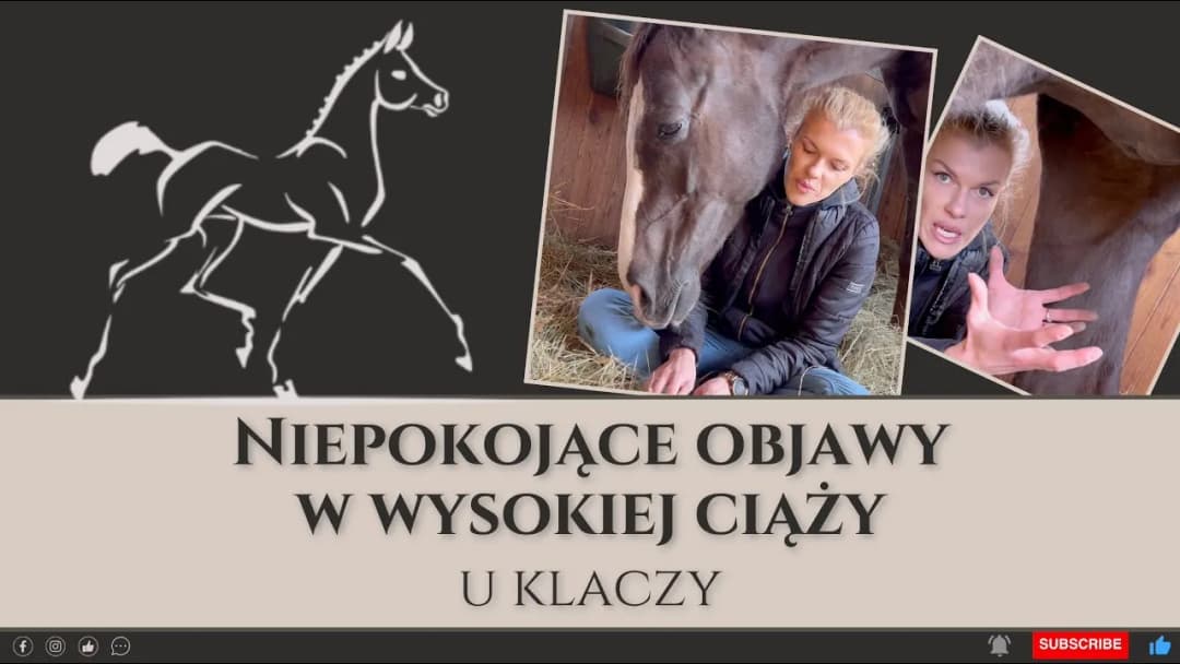 Jak rozpoznać ciążę u konia - objawy, które mogą cię zaskoczyć