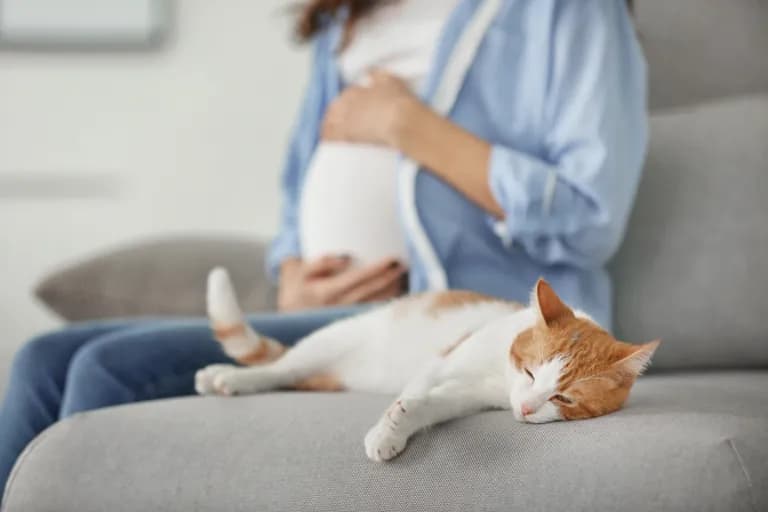 Czy koty czują ciążę? Odkryj, jak mogą wyczuć Twoje zmiany