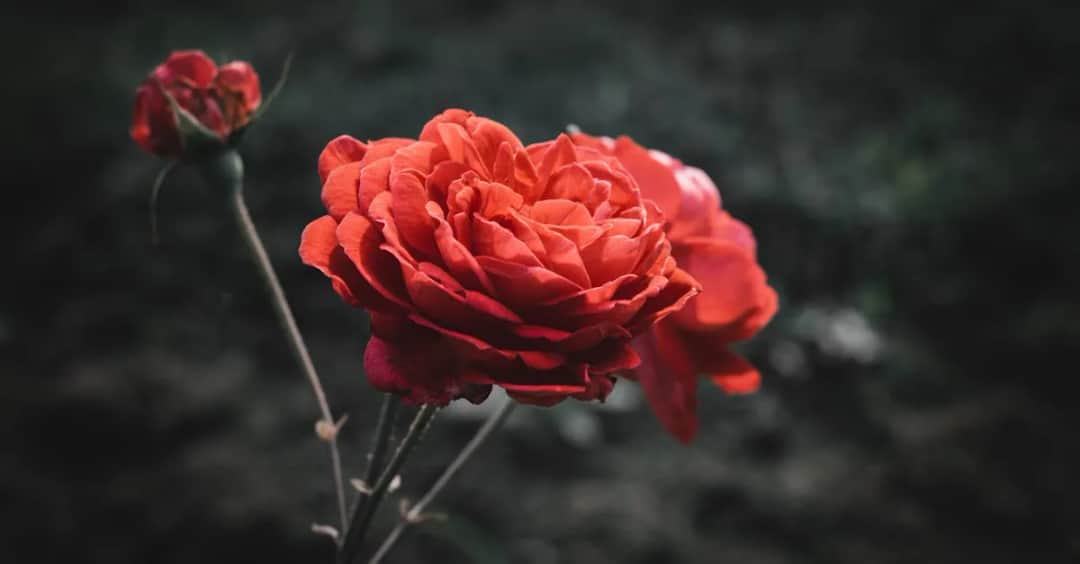 Intymne szepty: Oto 5 głębokich cytatów o prawdziwej bliskości