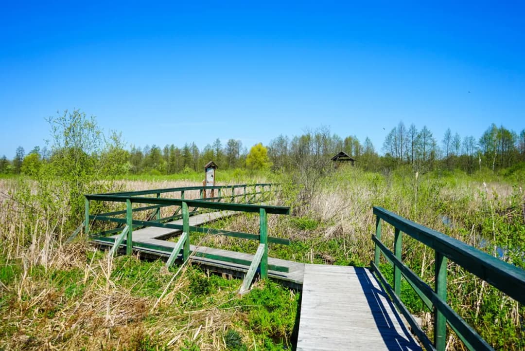 Jak dotrzeć do rezerwatu Bagno Całowanie? Mapa i wskazówki